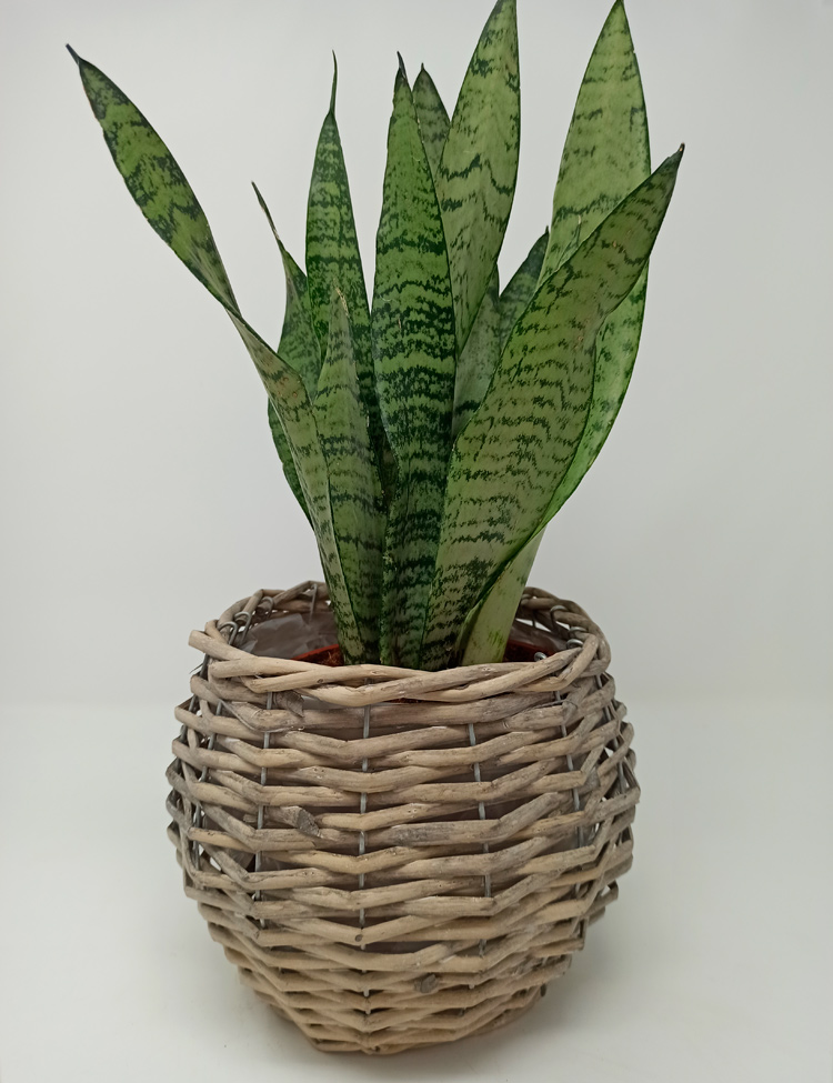 SansevieriaZ_849 Sansevieria Zeylanica