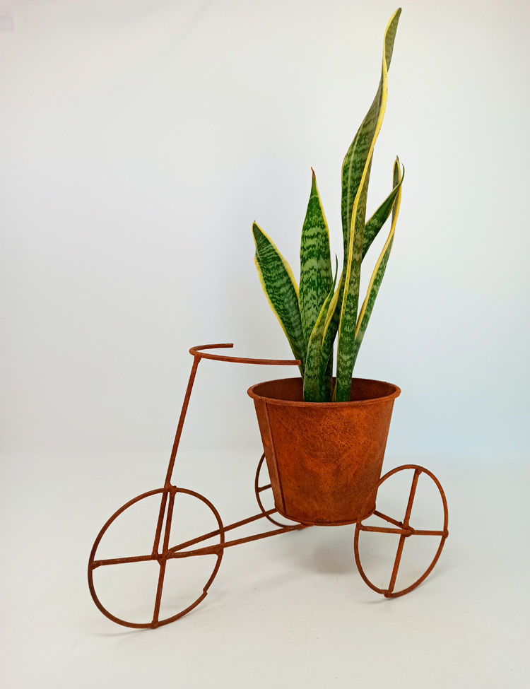 bicicleta_metal_linz_127 Sansevieria