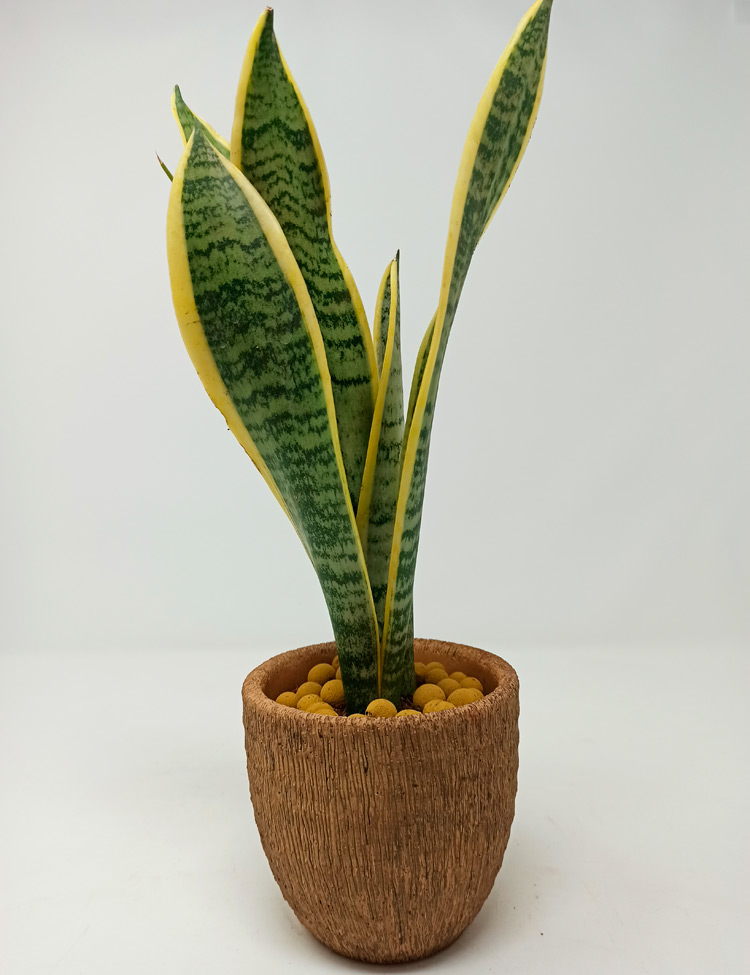 sansevieria_727 Sansevieria Laurentii
