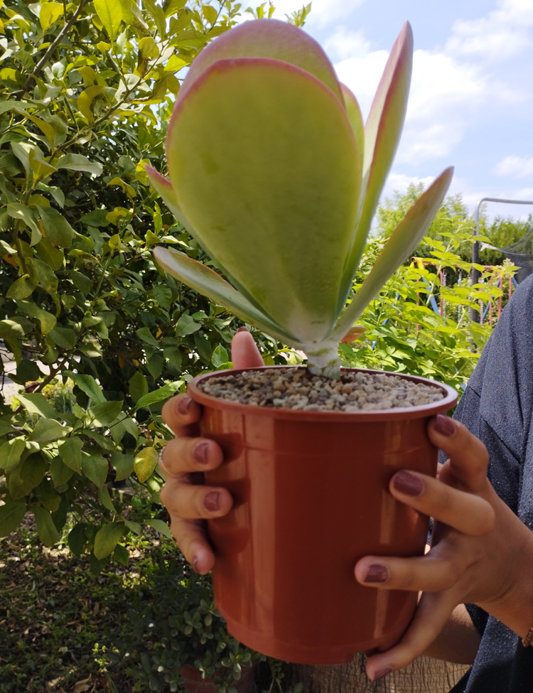 Kalanchoe-Thirsyflora-M14_840 Kalanchoe Thyrsiflora