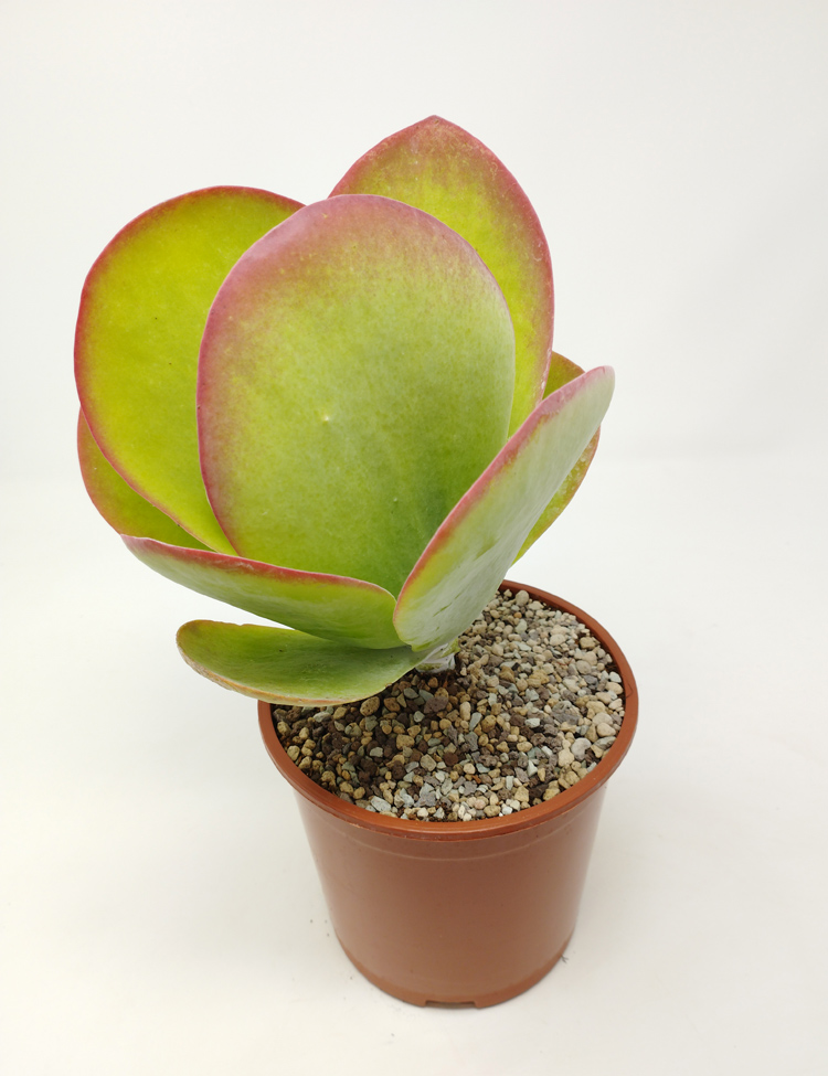 Kalanchoe-Thirsyflora-M14_965 Kalanchoe Thyrsiflora