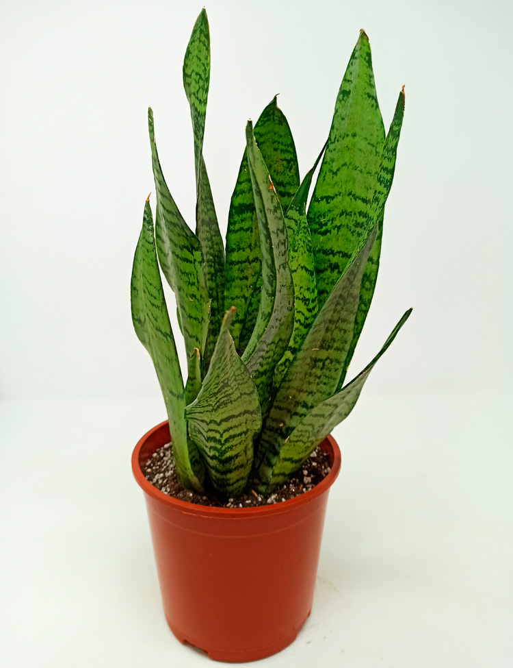 Sansevieria-Zeylanica_850 Sansevieria Zeylanica