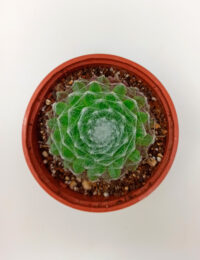 Sempervivum Arachnoideum