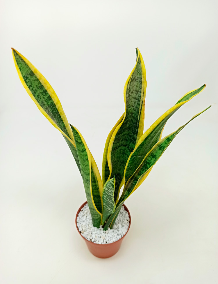 sansevieria-laurentii-028