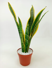 Sansevieria Laurentii
