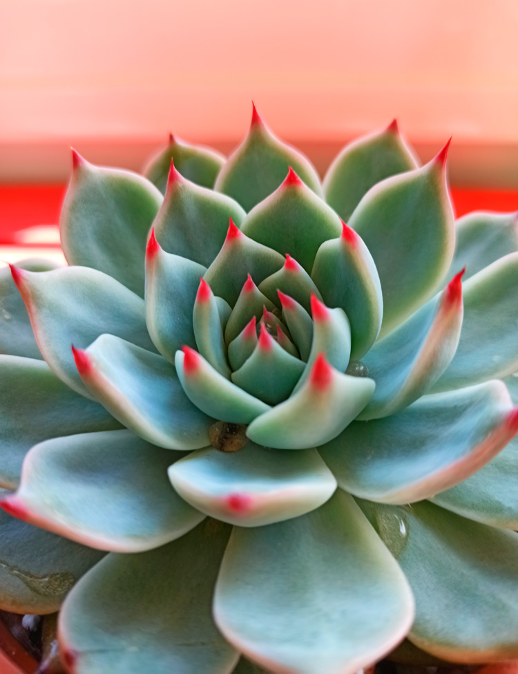 sitifukumiama_318 Echeveria Sitifukumiama