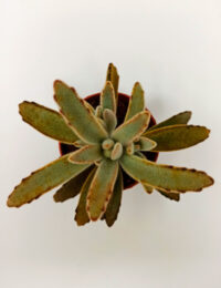 Kalanchoe Tomentosa