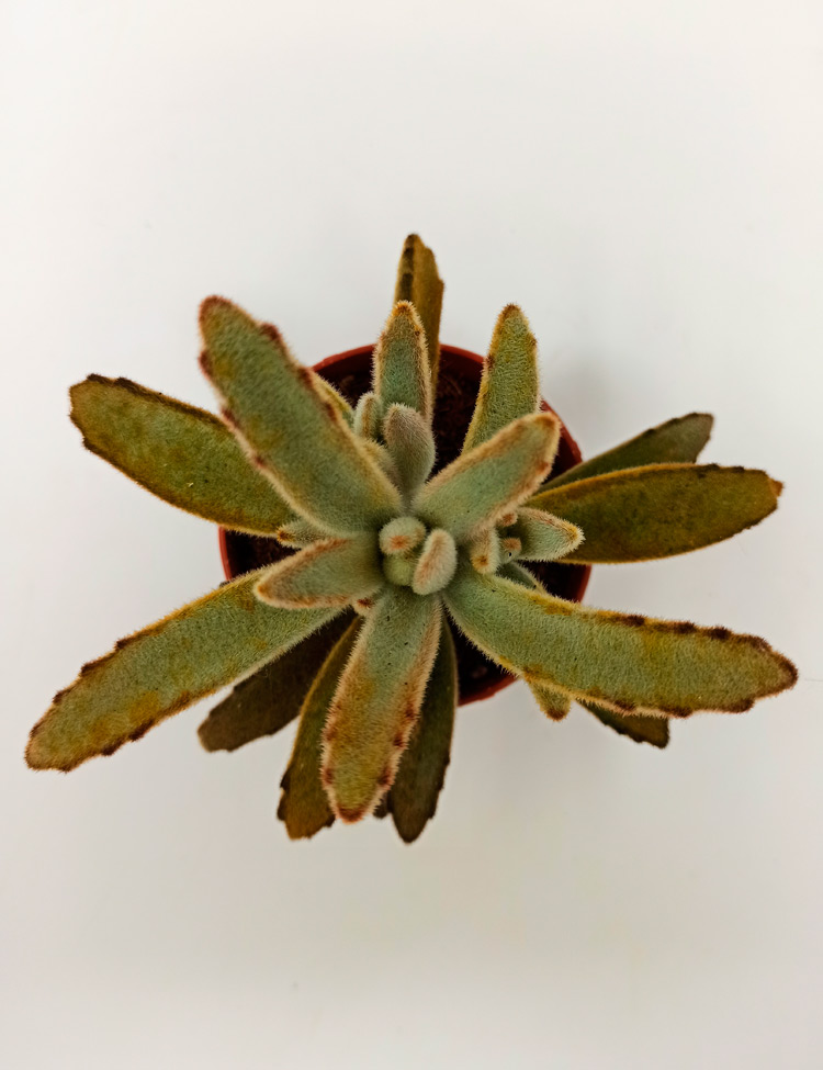 tomentosa_604 Kalanchoe Tomentosa