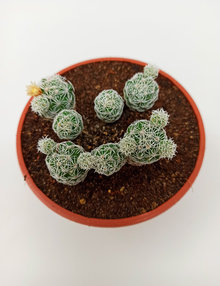 vetula_953 Mammillaria Vetula