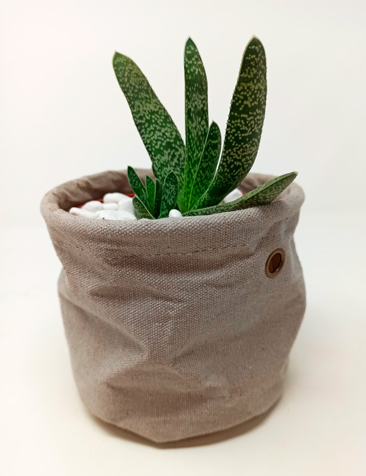 Gasteria-yan_635 Gasteria Carinata