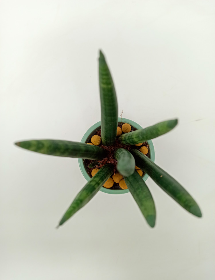 Sanse_cylindrica_423