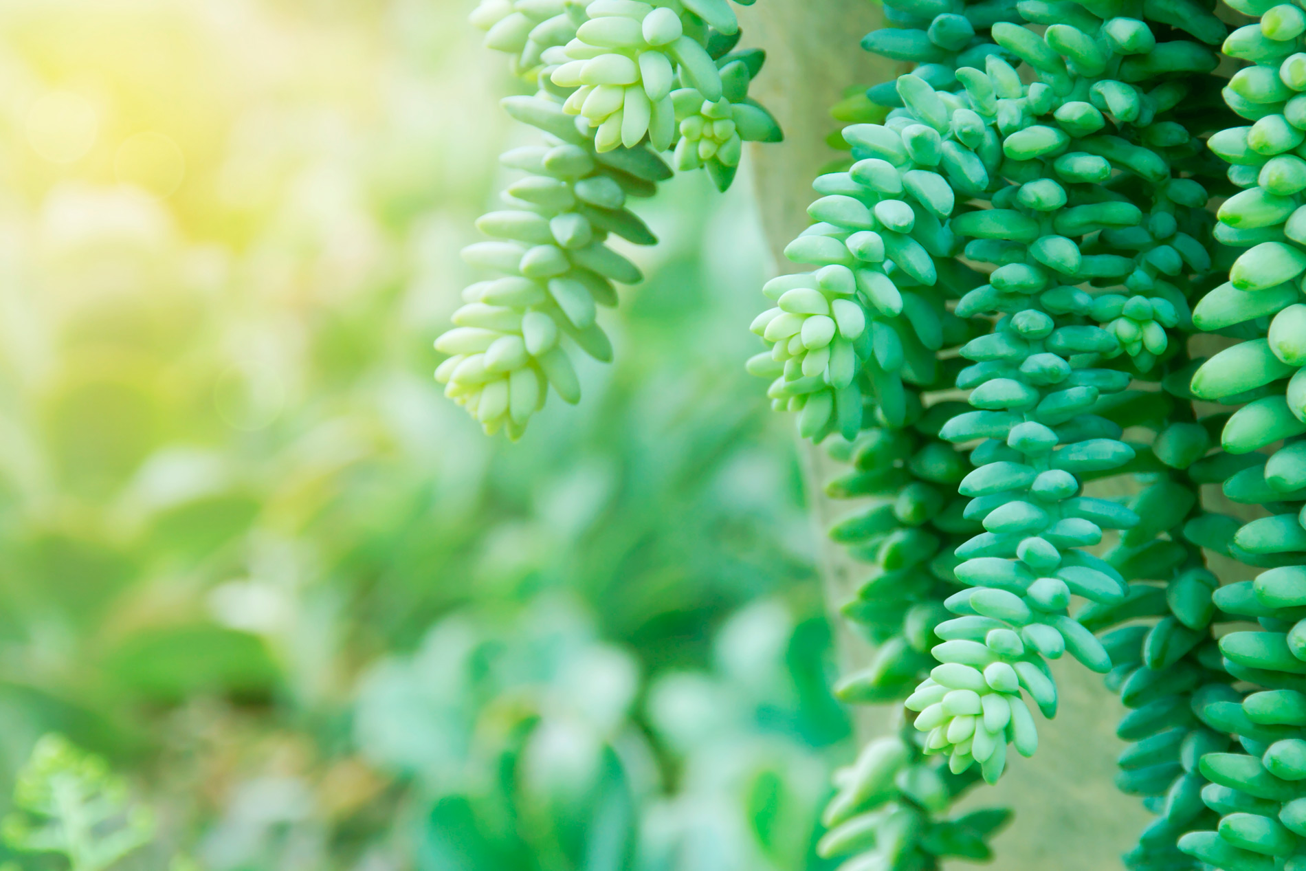 Sedum