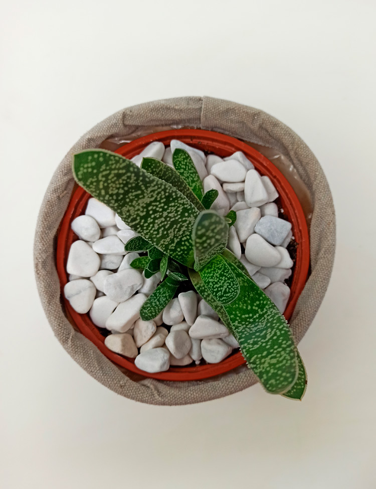 gasteria-yan_630 Gasteria Carinata