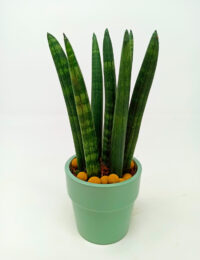 Sansevieria Cylindrica