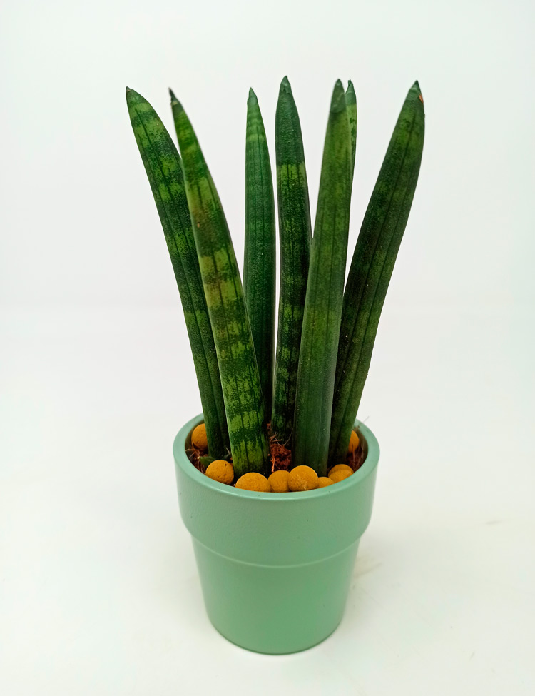 sanse_cylindrica_414 Sansevieria Cylindrica