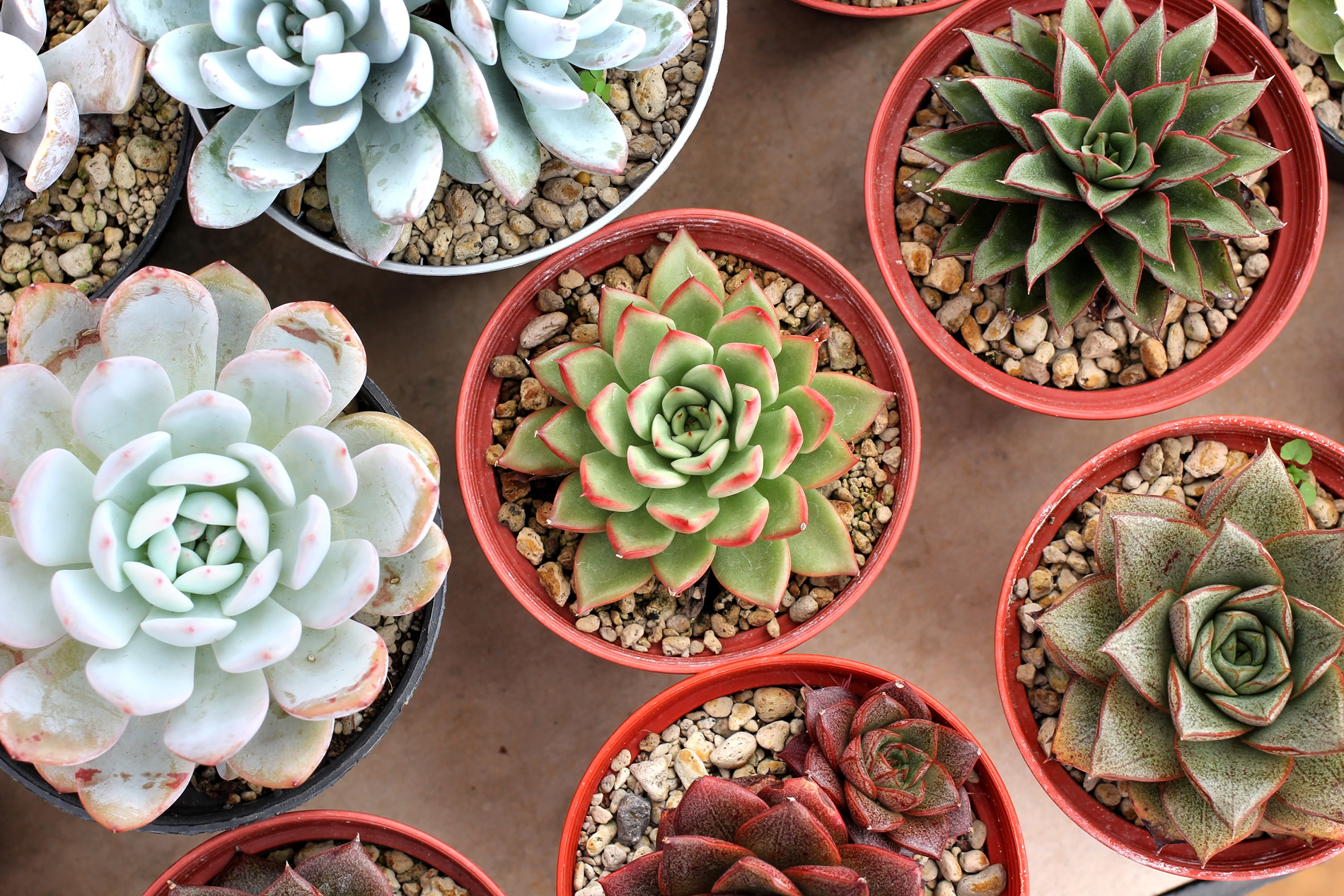 Echeverias