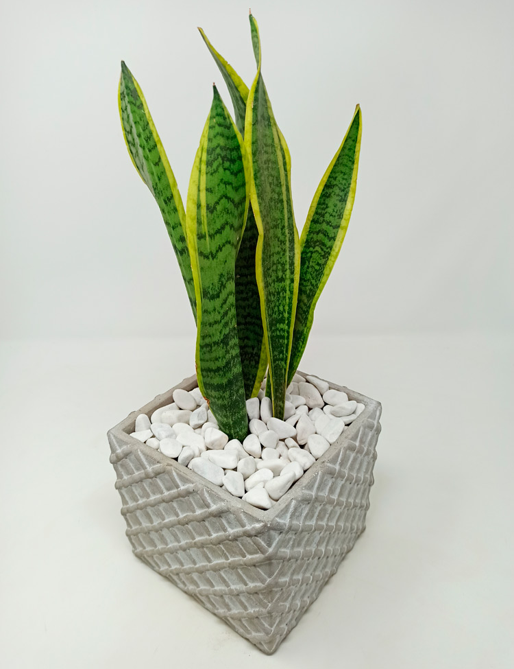 Sanse-Durango_430 Sansevieria Laurentii