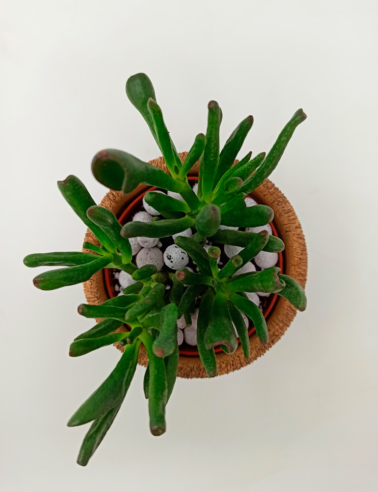 hobbit-haiti_521 Crassula Hobbit