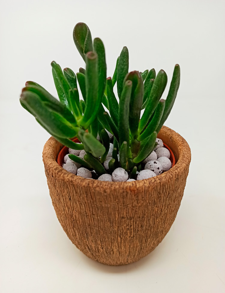 hobbit Hobbit Haití