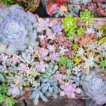 La moda de las suculentas