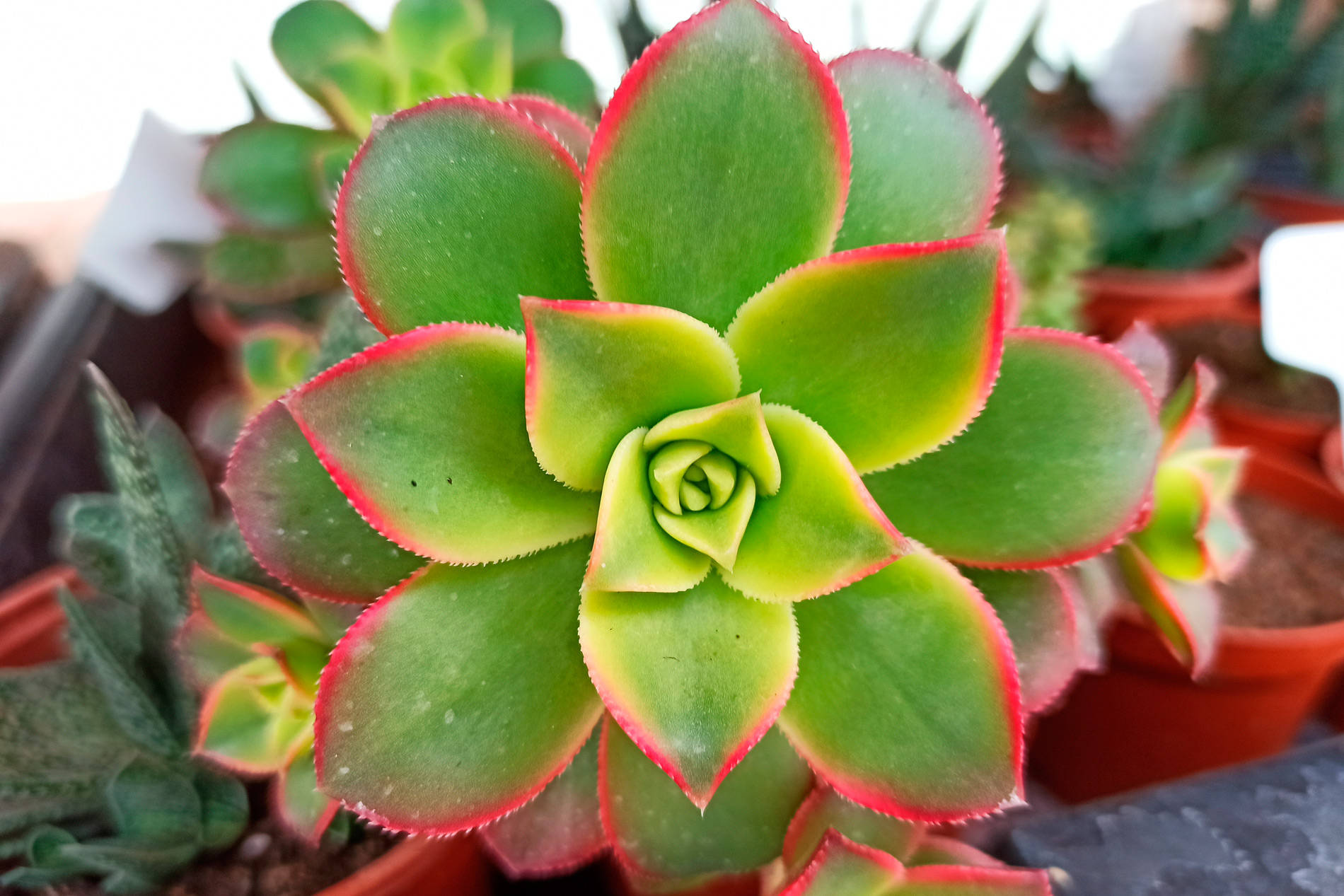 Aeonium Kiwi