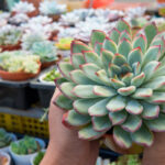 Suculentas
