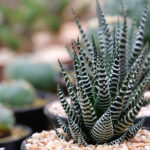 Haworthia Fasciata