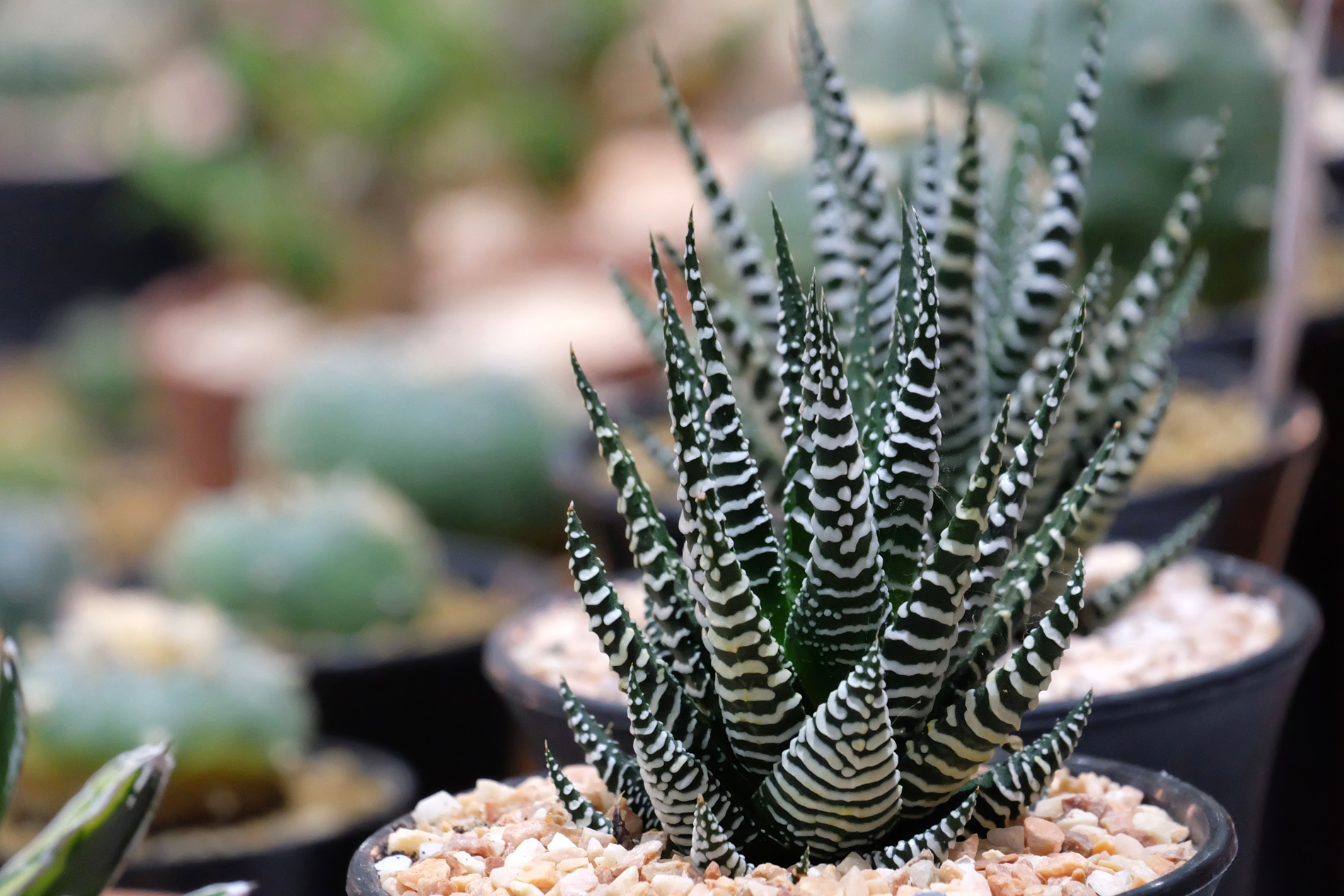 Haworthia Fasciata