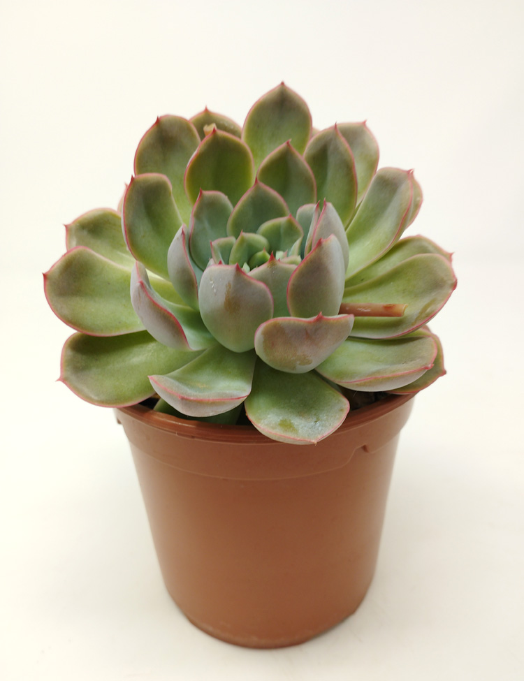Echeveria-Pulidonis Echeveria Pulidonis