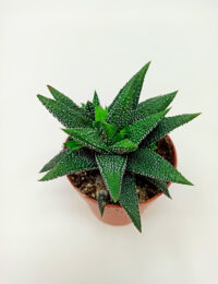 Haworthia Enon