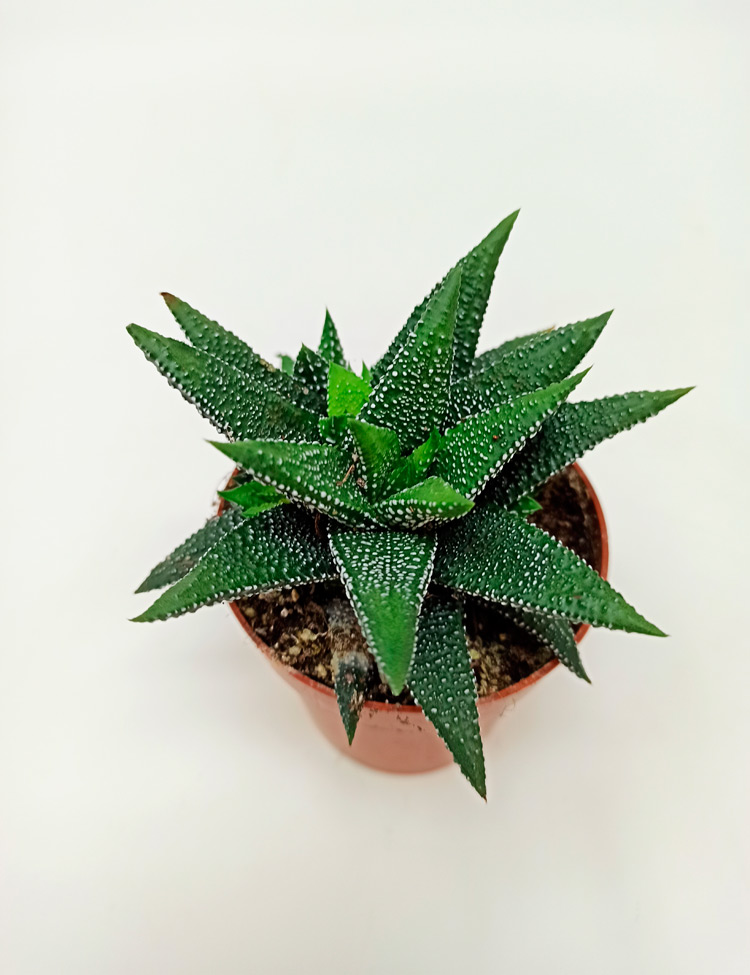 Haworthia-Enon-832 Haworthia Enon