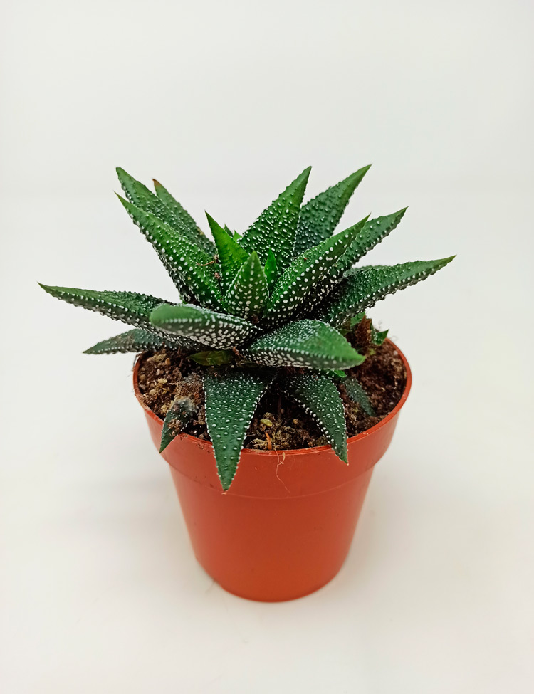 Haworthia-Enon-840 Haworthia Enon