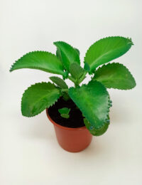 Kalanchoe Daigremontiana