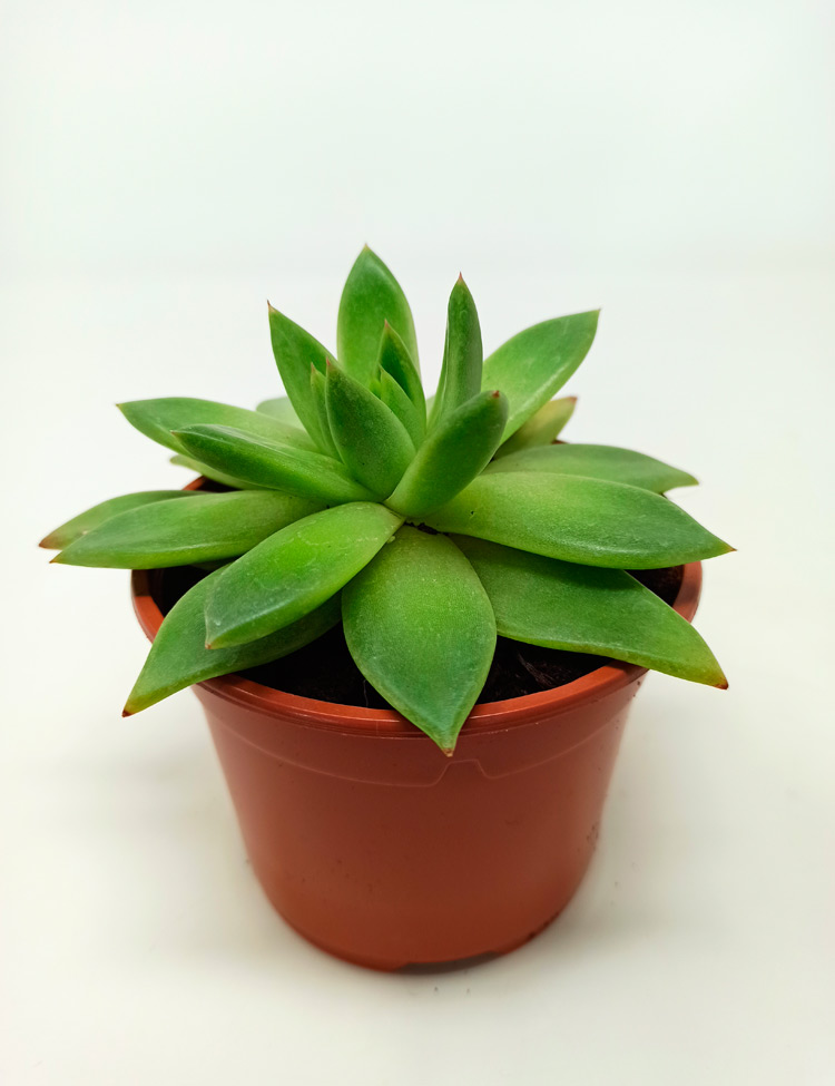 Miranda-906 Echeveria Miranda