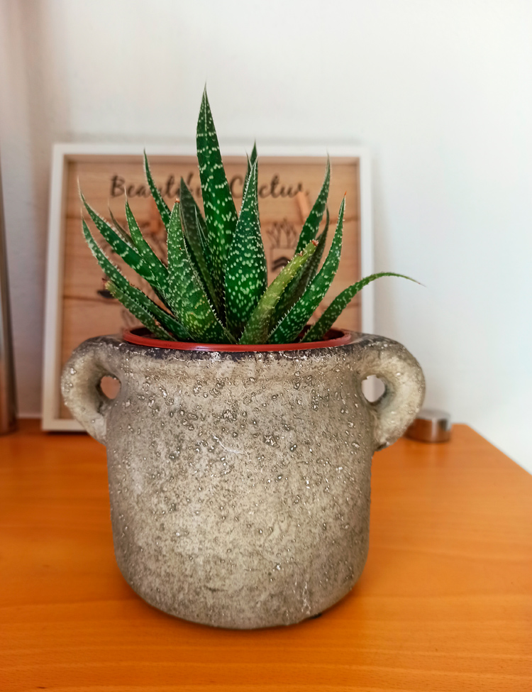 Haworthia-748 Haworthia