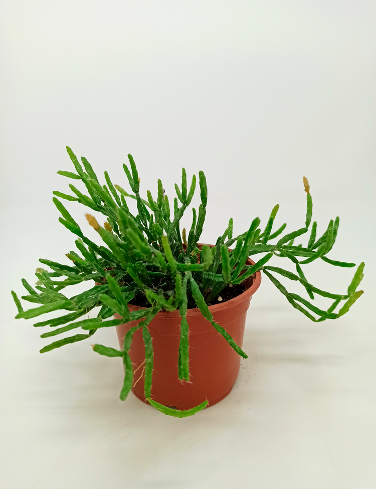 Rhipsalis-118 Rhipsalis Ewaldiana