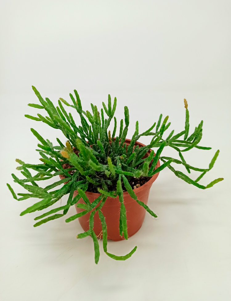 Rhipsalis-3040 Rhipsalis Ewaldiana