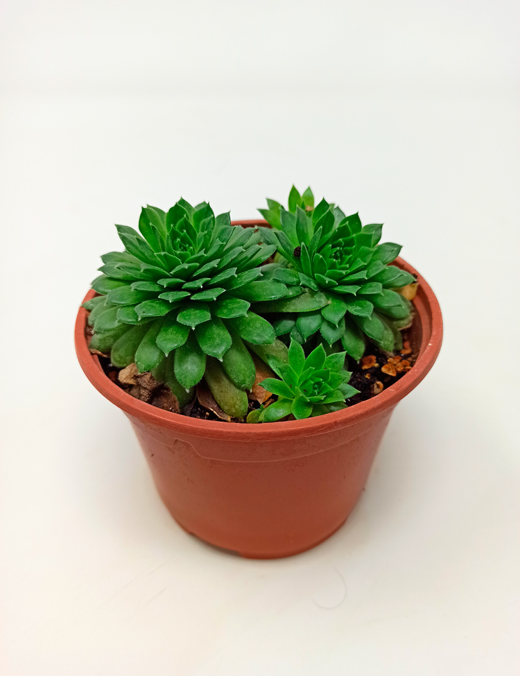 Sempervivum-545 Sempervivum