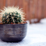 Suculentas en invierno