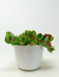 Kalanchoe Rotundifolia