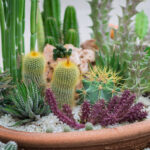 Suculentas en Otoño