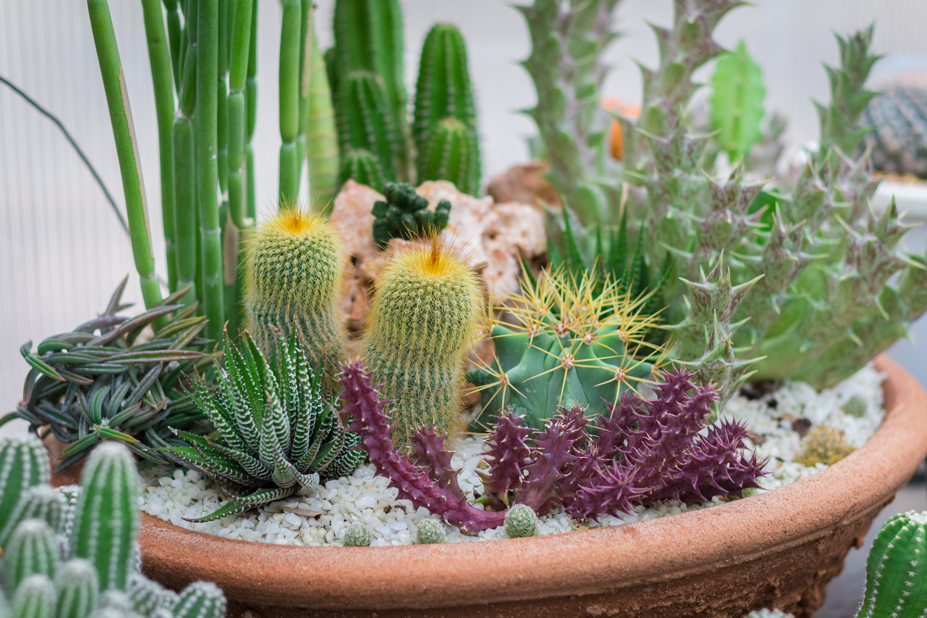 Suculentas en Otoño