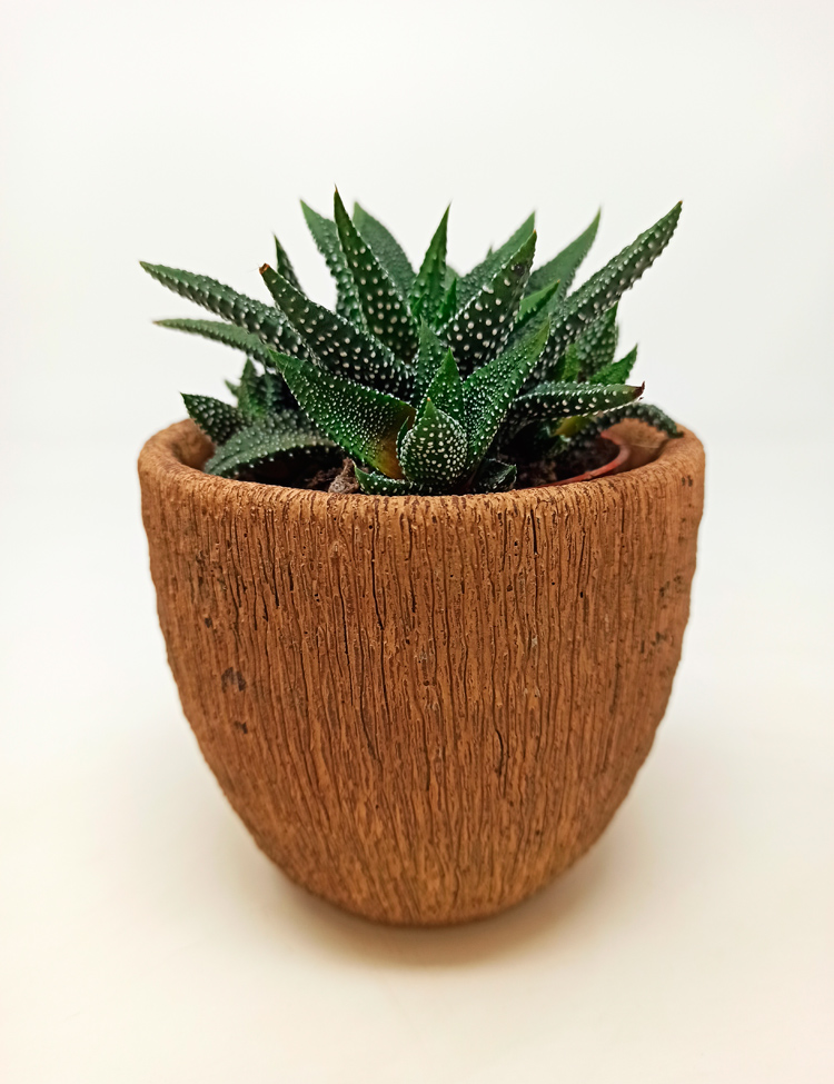 enon-haiti Haworthia Enon