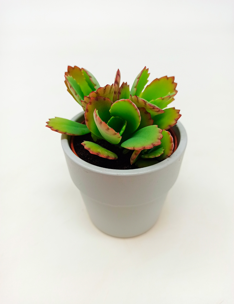 Kalanchoe-Jimmi_131 Kalanchoe Daigremontiana