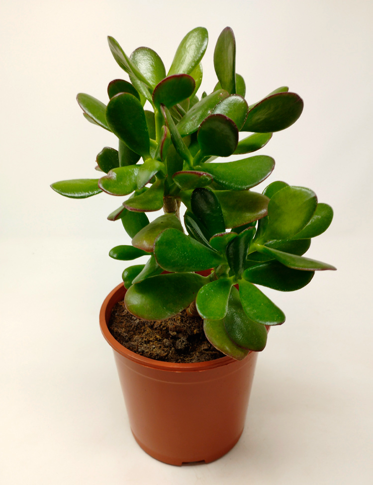 crassula-ovata-m14_755r Crassula Ovata