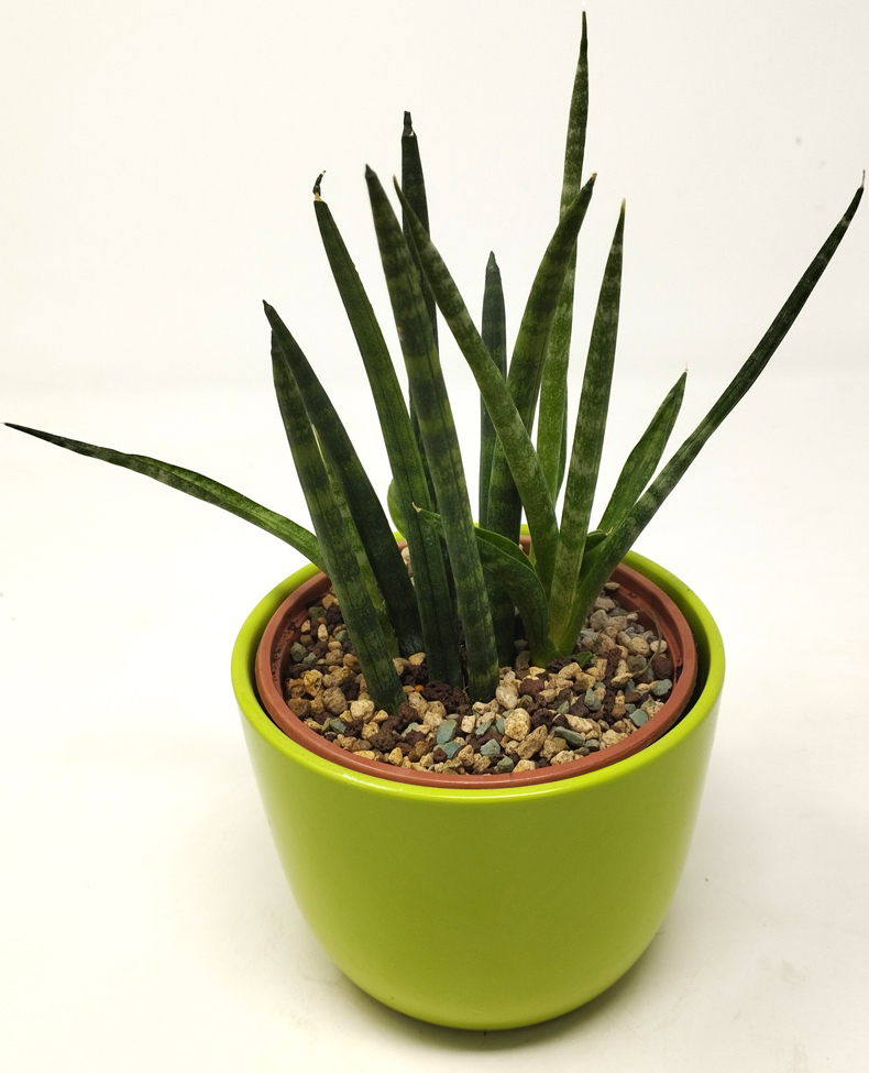 Cylindrica-Basic Sansevieria Cylindrica