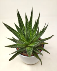 Haworthia Attenuata