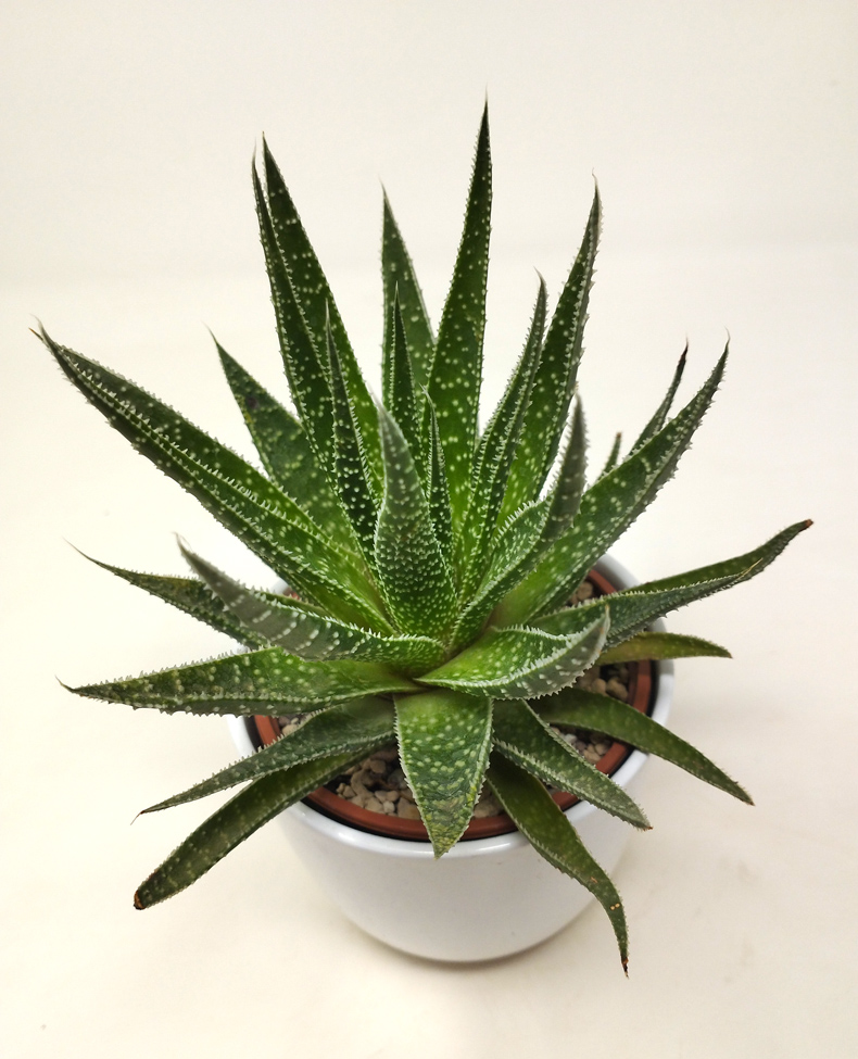 Fasciata-Basic Haworthia Attenuata
