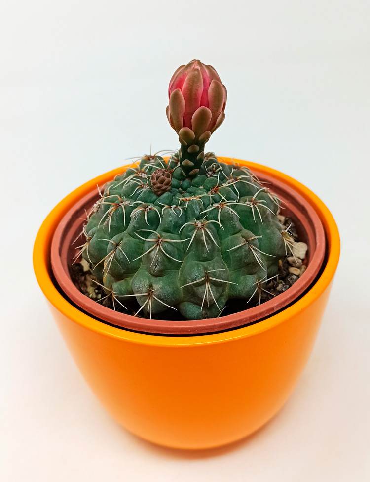 Gymnocalycium-Balduanum-394 Gymnocalycium Balduanum