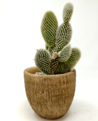 Opuntia Microdasys Albispina